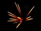 Фейерверк, эффект 40416_01